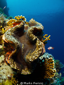 GIANT CLAM by Marko Perisic 